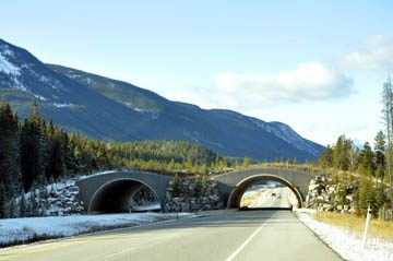 Recently twinned sections in Banff national Park include overhead animal bridges