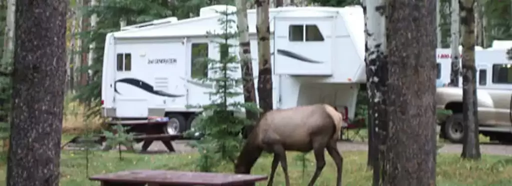 Camping In Mountain With Elk-sliver